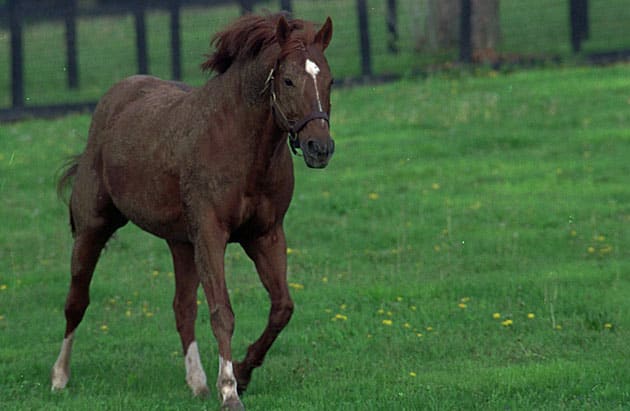 Secretariat, photographed in the spring of 1989, would be dead by that fall.